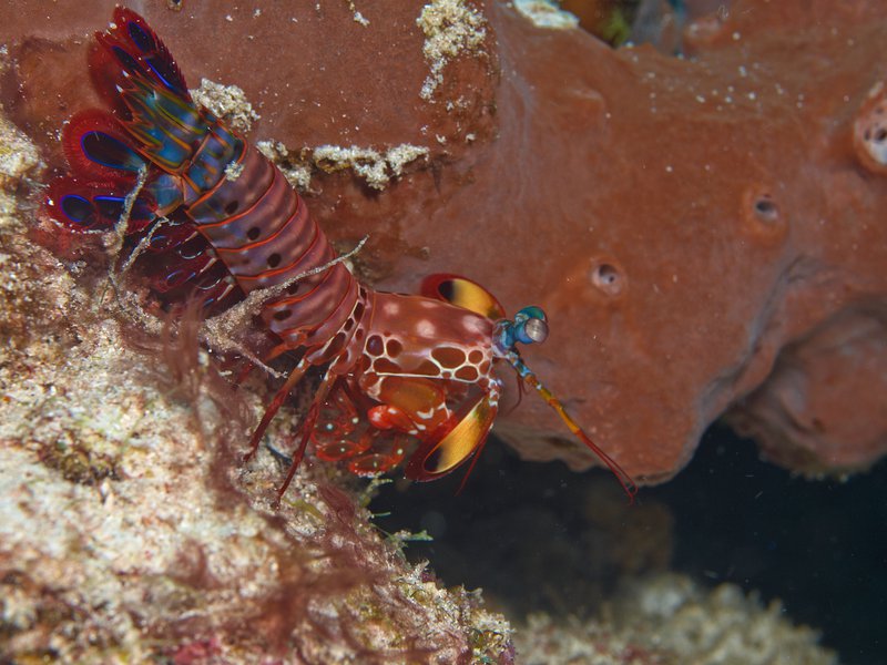 Smashing Mantis Shrimp, Meno Reef